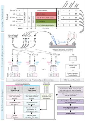 The Peritoneal Surface Proteome in a Model of Chronic Peritoneal Dialysis Reveals Mechanisms of Membrane Damage and Preservation